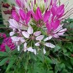 Cleome spinosa 花