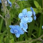 Cynoglossum amabile Λουλούδι