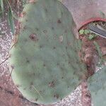 Opuntia robusta Leaf