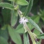 Pseudelephantopus spicatus Blüte