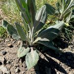 Senecio doronicum Leaf