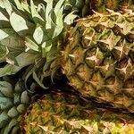 Ananas comosus Фрукт