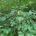 Staphylea trifolia Leaf