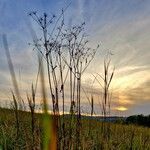 Chaerophyllum bulbosum Plod