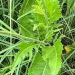 Cirsium texanum Ліст