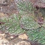 Verbascum phoeniceum Leaf