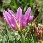 Trifolium alpinum 花
