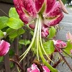 Lilium speciosum Flower