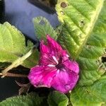 Sinningia speciosa Flor