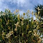 Millingtonia hortensis Flower