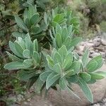 Protea nitida Blatt
