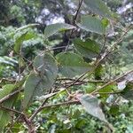 Croton dichogamus Leaf