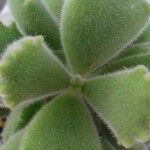 Cotyledon tomentosaHoja