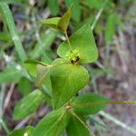 Euphorbia dulcis Otro