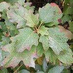 Hydrangea quercifolia Leht