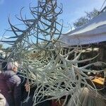 Tillandsia paleacea Yaprak