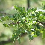 Albizia anthelmintica Leaf