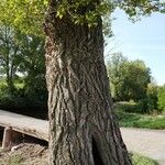 Populus nigra Corteccia