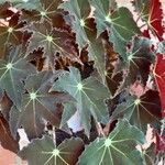 Begonia heracleifoliaপাতা