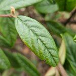 Cotoneaster salicifolius Levél