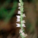 Goodyera repens Прочее