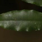 Parahancornia fasciculata Blad