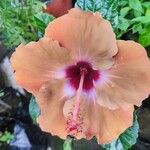 Hibiscus ovalifolius Flower