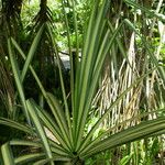 Pandanus tectorius 葉