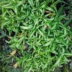 Saponaria caespitosa Leaf