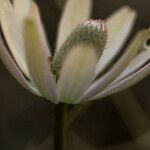 Anemone tuberosa Blüte