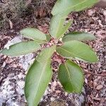 Arbutus xalapensis Blad