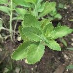 Hylotelephium telephium Leaf