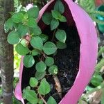 Heterotis rotundifolia Лист