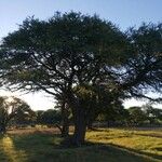 Prosopis caldenia आदत