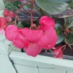 Begonia cucullata 花