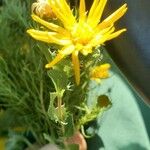 Grindelia robusta Flower