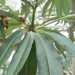 Pachypodium lamerei Leaf