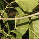 Fridericia chica Hoja