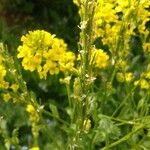 Barbarea vulgaris Fruit