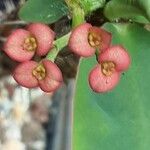 Euphorbia hislopii Fleur