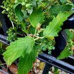 Caryopteris x clandonensis Blad