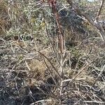 Aloe amudatensis 整株植物