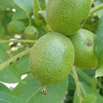 Juglans regia Фрукт