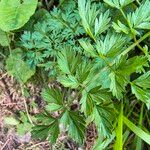 Selinum carvifolia Hoja