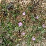 Spergularia rubra Habit