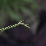 Festuca lemanii Flower