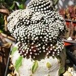 Mammillaria luethyi Hoja
