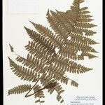 Cyathea surinamensis 叶