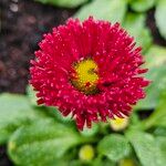 Bellis perennis 花