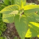 Monarda didyma ഇല